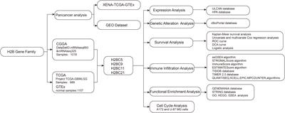 H2B gene family: A prognostic biomarker and correlates with immune infiltration in glioma